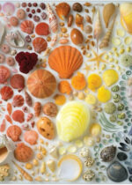 Puzzle 2000 piezas. Seashells