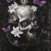 nocticadia